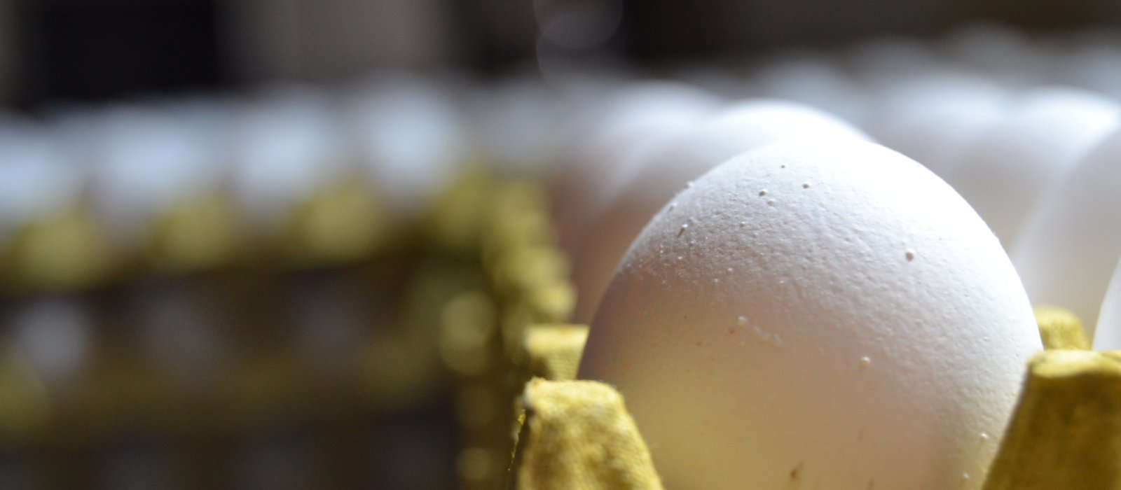 Kayaoğulları Tavukçuluk