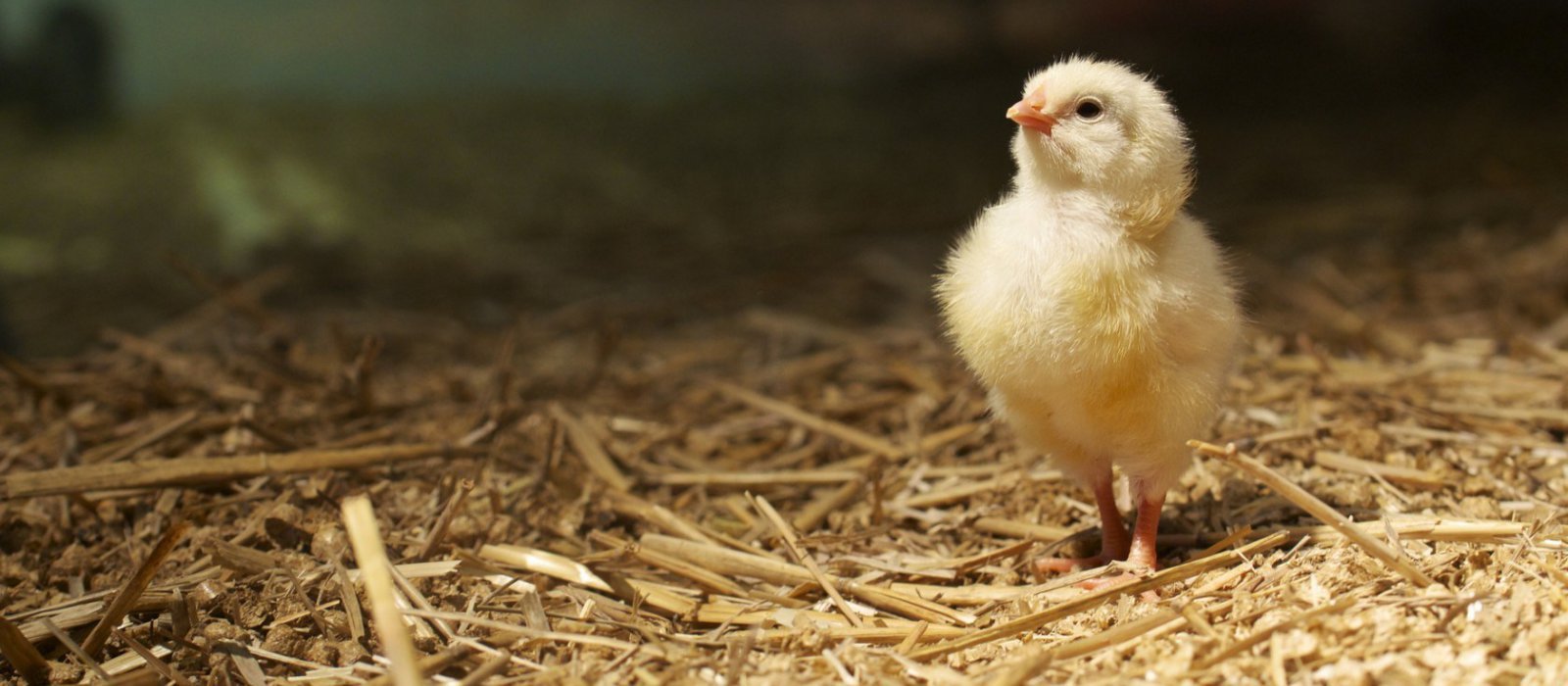 Kayaoğulları Tavukçuluk